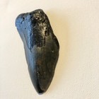 5 1    Megalodon Shark Tooth Fossil Teeth Kids Present Rare Sharks