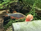  8 1  Celestial Pearl Danio-galaxy Rasbora-high Quality- Florida Bred