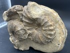 Extremely Rare Texas Fossil Woodbine Ammonite  Group  Conlinoceras Tarrantense 