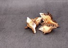 Endive Murex Seashells Murex Indivia  4 Shells Approx  2  Inches 