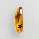 5 Petal Flower In Burmese   Burmite Amber Fossil   100  Genuine Amber