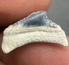 Rare Baby Megalodon Shark Tooth 0 6    Bone Valley Florida