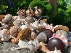 Huge Lot Of Beautiful Seashells 5  Lbs Sea Shells Best Price  Free Ship  