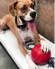 Romp-n-roll 6 Inch Red Rubber Ball With Rope For Dogs
