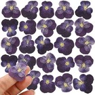 25pcs Dried Violet Flower  Natural Pressed Colorful Real Dry Petals Flowers 