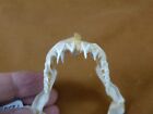  sj80-51  Rare 2-3 4  Wide Crocodile Shark Jaw Sharks Pseudocarcharias Kamoharai