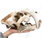 Resin Skull Model Saber-toothed Tiger Replica Imitation Bone Skeleton Decor