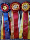 Cedar Downs Pacific Northwest Horse Show Ribbons Awards Equestrian Events