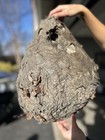    18    Poly-sealed Bald-faced Hornet Nest     Natural Oddity Display     Gloss Finish