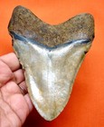 Megalodon Shark Tooth - Almost 5  - Real Fossil - Shark Teeth - No Restorations