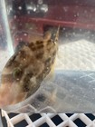 Orangespotted Filefish cantherhines Pullus  wysiwyg med Size  Free Shipping