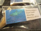 Lot Of Sharks Tooth Sharks Teeth Otodus Obliquus From Khouribga  Morocco  Africa