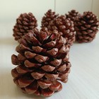 Pinus Pinea Pinecones Large Natural Pine Cones   talian Stone Pine Umbrella Pine