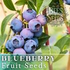 Blueberry Seeds 200  750 Or 3 200 Seeds Fruit Seeds  Non Gmo  Bulk Seeds  Berry