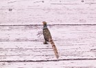 1900s Antique Austrian Vienna Cold Painted Bronze Figure Of Tiny Pheasant