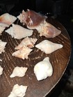 Florida Fighting Conch Shell Lot Of 24
