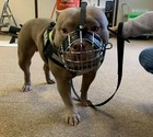 Strong Metal Wire Basket Dog Muzzle  For American Bully    Bully Xl   Other