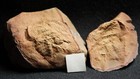Paired Nodule Rare Belinurus Fossil Horseshoe Crab Not Mazon Creek Closed Site  
