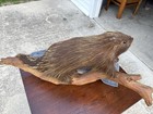 Porcupine Full Body Taxidermy Mount On Log Man Cave 33    Large Vintage Dad Core