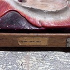 Rare 1930s Soviet Anatomical Model Dissectible Heart   Pelvic Vascular Section
