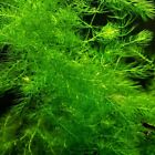 Hornwort  ceratophyllum  Live Aquarium Pond Plant Planted Tank Buy 2 Get 1 Free 