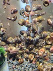 Ramshorn Snails Feeder Snail Fish Food For Aquarium Freshwater Healthy Fish Tank