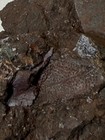 Rare Devonian Placoderm Hash Plate Fossils-  Red Hill Pa