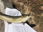 Taxidermy Trophy Northern Pike 48      Muskie   Musky   Mount Real Skin Flaws
