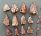 Lot Of 100 Triassic Phytosaur Fossil Teeth - Redonda Formation New Mexico