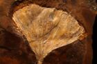 Veteran Fossil Gingko Leaf  Ginkgo Crenei  Morton Co  Nd