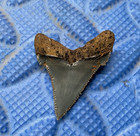 1 45 Inch High Quality Angustidens Shark Tooth Fossil From Sc