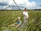 5 Lb  Wild Rice Minnesota Hand Harvested  Wood Fire Parched  Long Grain