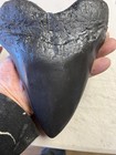 Massive Megalodon Tooth  Replica 7  Long 6  Wide  Black Highly Polished