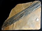 Museum Quality Huge Horsetail Fossil Plant Calamites    stylocalamites   Cisti