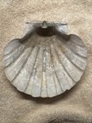 Rare  Chesapecten Fossil Scallop     Virginia     Nearly 7    Wide - Prehistoric Shell