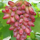1bag Mixed Finger Grape Seeds Vitis Vinifera Organic Fruit Seed Heirloom Non Gmo