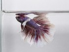 Live Betta Fish Male Dumbo Monster Purple High Quality Usa Seller