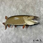  31358 E   40  Muskellunge Taxidermy Fish Mount For Sale Musky Muskie