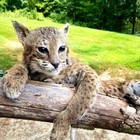 Beautiful Bobcat Full Body Taxidermy Wall Mount Animal Art  Free Shipping 