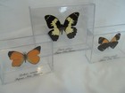 Set Of 3 Real Butterflies Taxidermy Framed In Acrylic Cases  Nice Trio Set 
