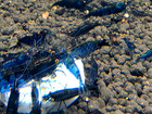 10 2 Orange Eye Blue Demon Neocaridina Aquarium Shrimp Live Guarantee 