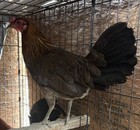 6 Mellsim  Leiper  Hatching Eggs American Gamefowl   Poultry  Chicken