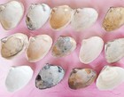 Lot Of 14 Natural Atlantic Surf Clam Shells 5  -6   Coastal Beach Crafts Decor