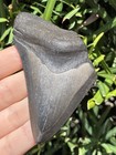 Natural Beautiful 3 32    Megalodon Tooth Fossil Shark Teeth