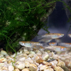 Lot Of 8 Medaka  Tricolor Glitter Sanshoku Japanese Rice Fish aquarium pond Fish
