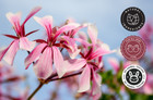 Rose Geranium Essential Oil 100  Pure Many Sizes Free Shipping