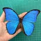 Morpho Didius Butterfly Specimen Shadow Box 7 5  Real Insect Taxidermy Wall Art