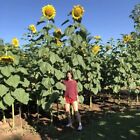 30 Giant Mongolian Sunflower Seeds Non-gmo Usa Seller Free Shipping