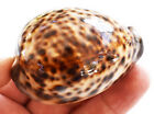 3 Select Large Tiger Cowrie  cypraea Tigris  Shells 3 1 2  Craft Beach Decor