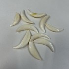 Lot Of 10 Assorted Coyote Fangs Teeth Goth Odd Craft Real Taxidermy Cleaned 0383